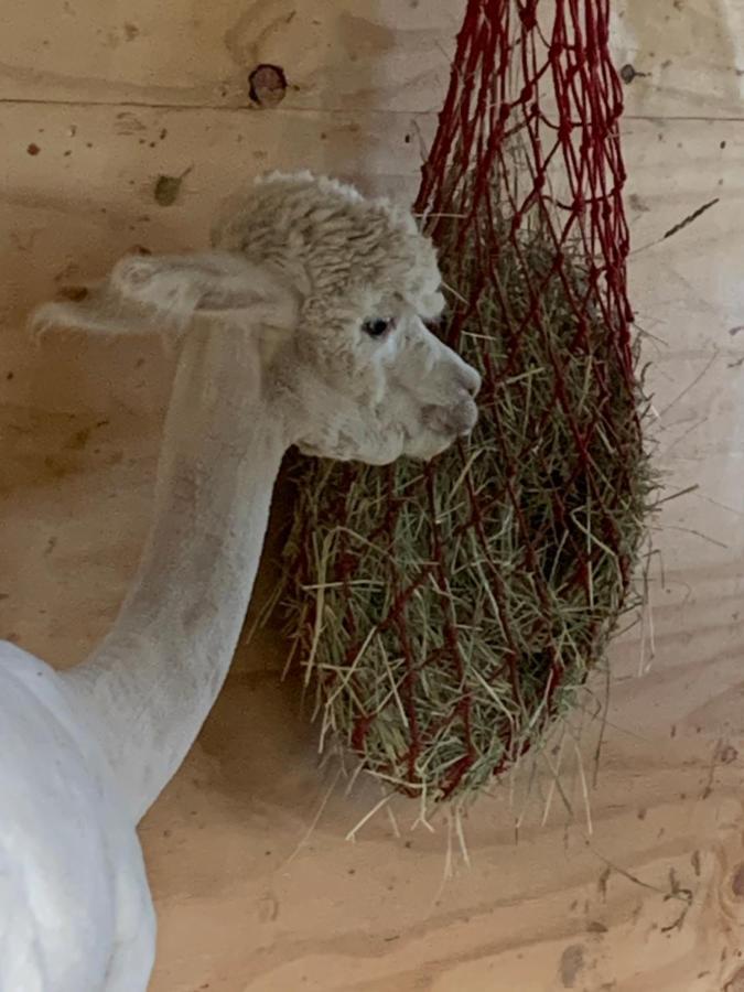 Tarahaus Apartman Sankt Georgen im Schwarzwald Kültér fotó