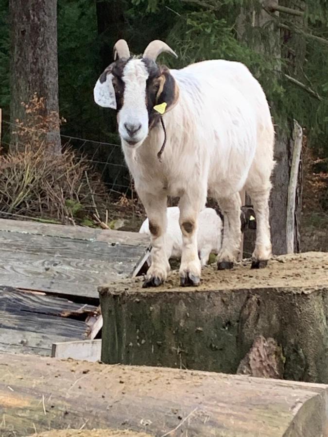 Tarahaus Apartman Sankt Georgen im Schwarzwald Kültér fotó